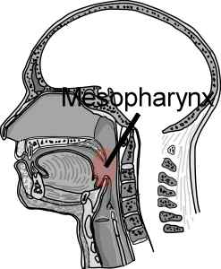Mesopharynx